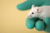 Essential Tips for PhD Candidates on Analyzing Animal Experiments